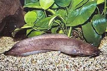 African Catfish