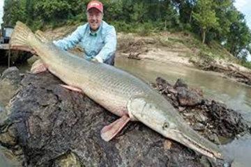Alligator Gar