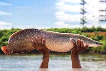 Arapaima