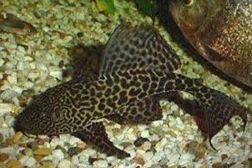 Armored Catfish