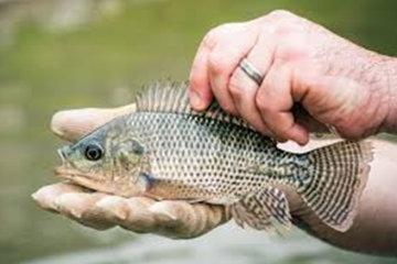 Nile Tilapia