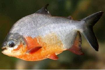 Red Bellied Pacu