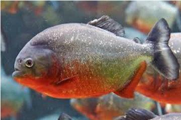 Red Bellied Piranha