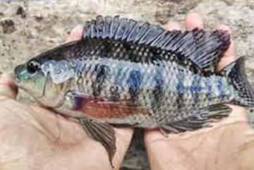 Mozambique Tilapia